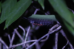 Dasychira chekiangensis