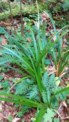 Carex sylvatica