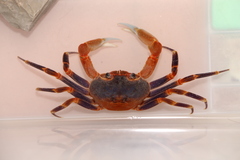 Tiwaripotamon pingguoense