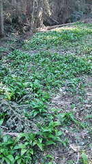Allium ursinum