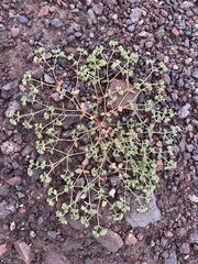 Euphorbia setiloba
