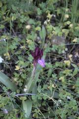 Anacamptis papilionacea