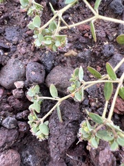 Euphorbia setiloba