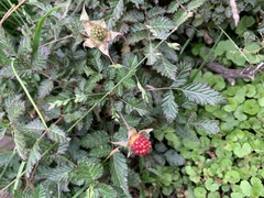 Rubus croceacanthus