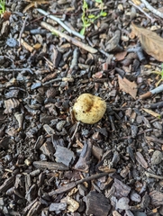 Pseudoboletus parasiticus