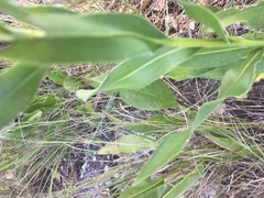 Solidago rigida humilis