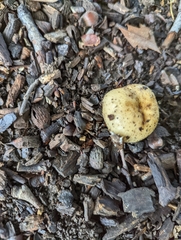 Pseudoboletus parasiticus