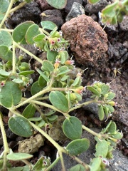 Euphorbia setiloba