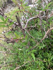 Rubus croceacanthus