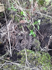 Crotalus triseriatus