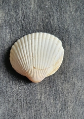 Cerastoderma edule