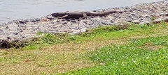 Varanus