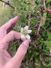 Rubus croceacanthus
