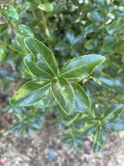 Euonymus japonicus