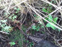 Crotalus triseriatus