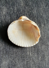 Cerastoderma edule