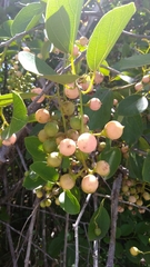 Cordia dichotoma