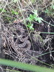 Crotalus triseriatus