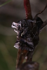 Autographa californica