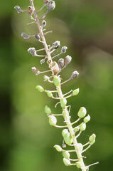 Actaea racemosa