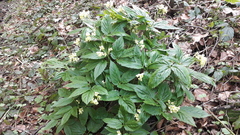 Cardamine enneaphyllos