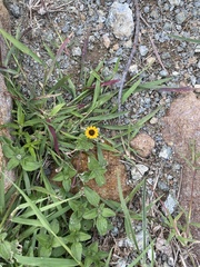 Sanvitalia procumbens