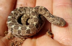 Dasypeltis scabra