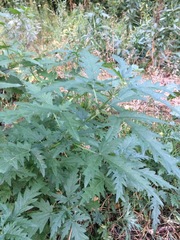 Urtica cannabina