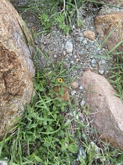 Sanvitalia procumbens