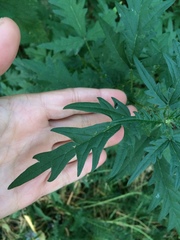 Urtica cannabina