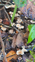 Gymnopus brassicolens