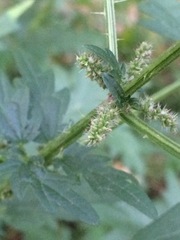 Urtica cannabina
