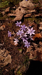 Hepatica nobilis