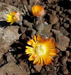 Deilanthe thudichumii