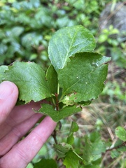 Celastrus orbiculatus