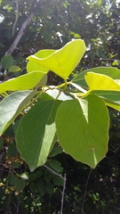 Cordia dichotoma