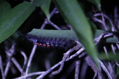 Dasychira chekiangensis