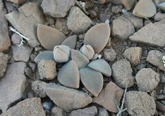 Deilanthe thudichumii