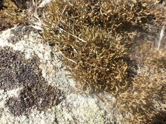 Selaginella sanguinolenta