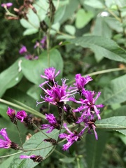 Vernonia gigantea