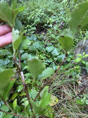 Celastrus orbiculatus