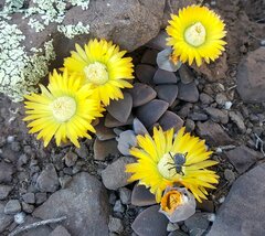 Deilanthe thudichumii