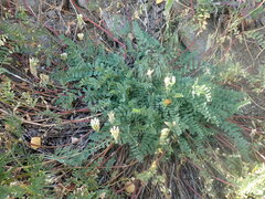Astragalus inopinatus