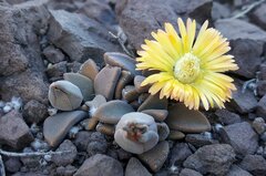 Deilanthe thudichumii