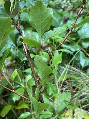 Celastrus orbiculatus