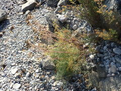Phlojodicarpus sibiricus