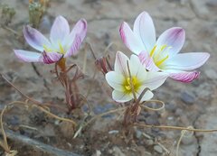 Hesperantha