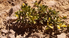 Polygaloides chamaebuxus