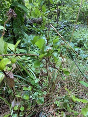 Celastrus orbiculatus