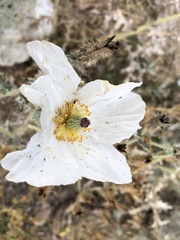 Argemone munita